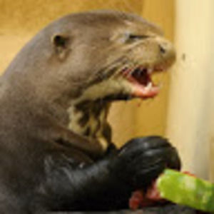 Meet your Posher, Alexandra